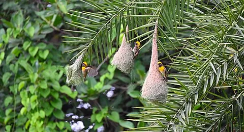 baya: a baya weaver (Ploceus philippinus), of southern Asia
