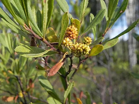 bayberry: the fruit of the wax myrtle shrub; or the plant itself (Morella cerifera), with aromatic, leathery...