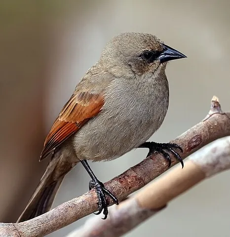 baywing: any member of the genus Agelaioides of South American birds