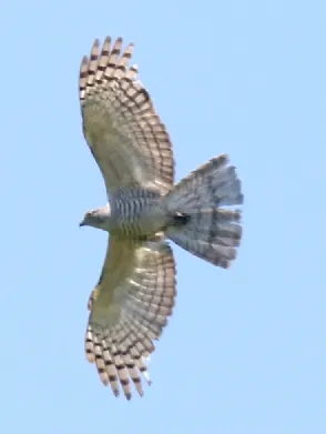baza: any of three species of small, crested hawks in the genus Aviceda