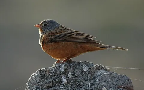 cretzschmar's bunting: emberiza caesia, a passerine bird in the bunting family Emberizidae