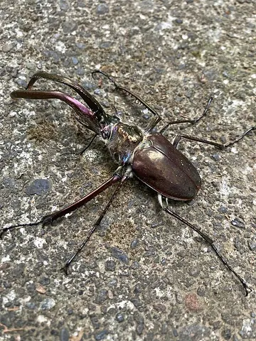 darwin's beetle: the Chilean stag beetle, Chiasognathus grantii