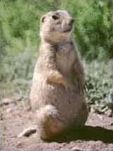 gunnison's prairie dog: cynomys gunnisoni, a species of prairie dog primarily distributed in the Four Corners region of the...