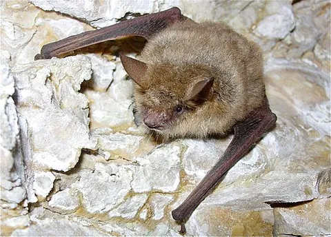 geoffroy's bat: myotis emarginatus, a species of vesper bat