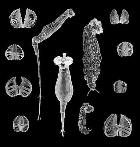 bdelloid rotifer: one of a class of rotifers in the class Bdelloidea, found in freshwater and moist soil