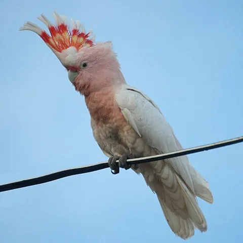 major mitchell's cockatoo: a cockatoo of species Cacatua leadbeateri (syn. Lophochroa leadbeateri), having distinctive salmon...