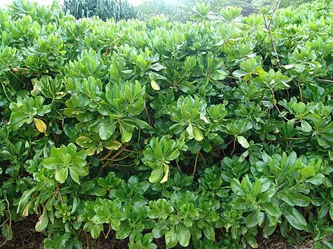 beach cabbage: a plant of the species Scaevola taccada, native to the tropical shores of the Indian and Pacific...