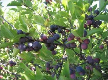 beach plum: a tree, Prunus maritima, bearing small plums, found along the Atlantic coast of the United States...