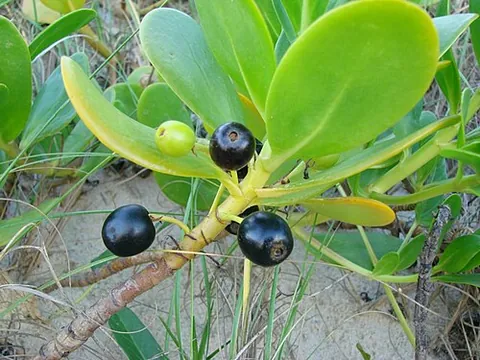 beachberry: a tropical flowering plant, Scaevola plumieri