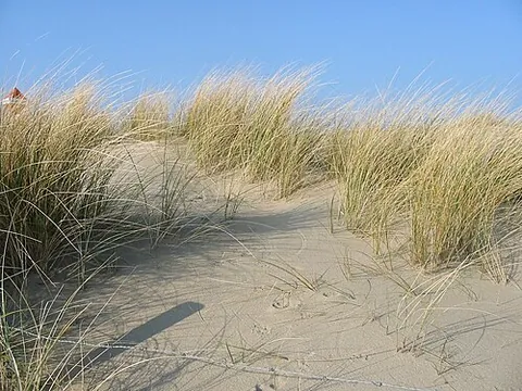 beachgrass: any grass of the genus Ammophila