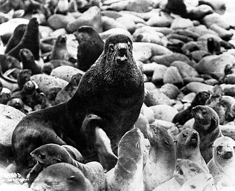 beachmaster: in pinnipeds, the dominant male of a territory with whom the females exclusively mate