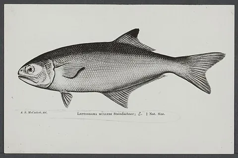 beachsalmon: a fish (Leptobrama muelleri) native to the coasts of southern New Guinea, Queensland, and Western...