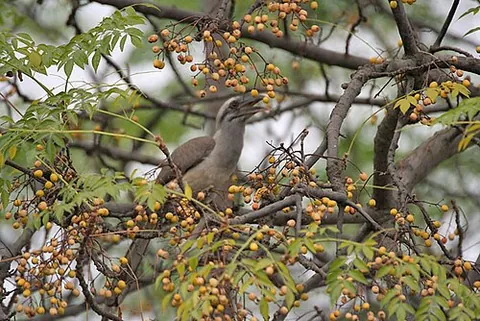 bead tree: melia azedarach, a deciduous or semi-evergreen tree with poisonous fruit, native to India,...