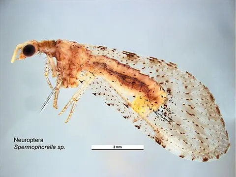 beaded lacewing: any insect of the family Berothidae