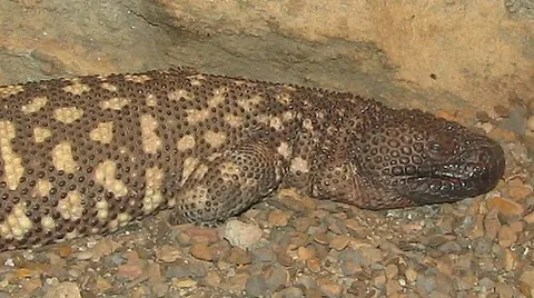 beaded lizard: a venomous lizard found principally in Mexico and southern Guatemala, Heloderma horridum