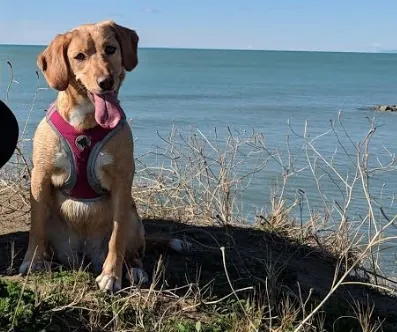 beagador: a dog that is a cross between a beagle and a Labrador retriever