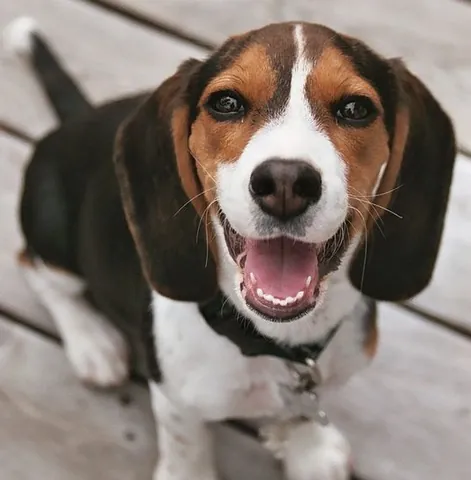 beagle: a small short-legged smooth-coated scenthound, often tricolored and sometimes used for hunting...