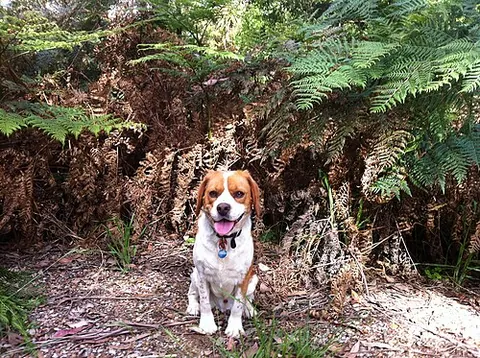 beaglier: a dog who is a cross between a beagle and a Cavalier King Charles Spaniel