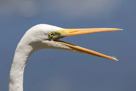 beak: a rigid structure projecting from the front of a bird's face, used for pecking, grooming, foraging,...
