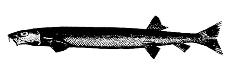 beaked salmon: any of several species of long, thin ray-finned fish in genus Gonorynchus (family Gonorynchidae)...