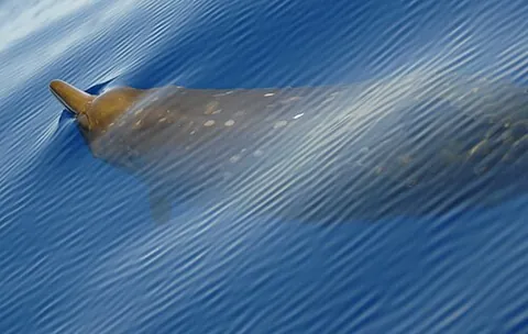 beaked whale: any of at least 20 species of whales in the family Ziphiidae, known to dive to great depths, but...