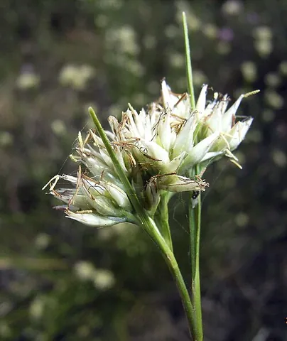 beaksedge: any plant of the genus Rhynchospora
