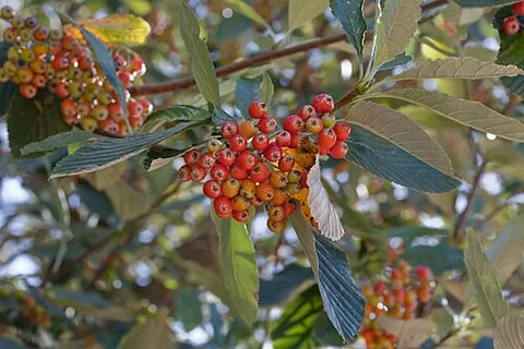 beam tree: a tree (Aria edulis, syns. Sorbus aria, Pyrus aria) related to the apple