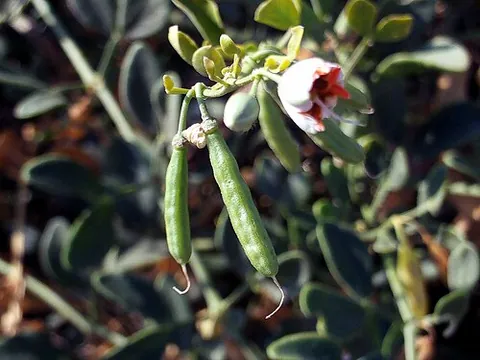 bean-caper: any perennial herb of the genus Zygophyllum