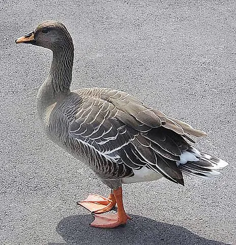 bean goose: any member of the species Anser fabalis of grey geese, of family Anatidae