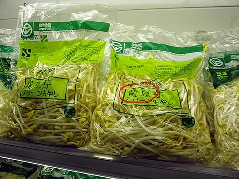 bean sprout: a sprout of the mung bean