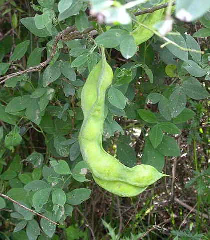 bean trefoil: anagyris foetida, a leguminous shrub of southern Europe with trifoliate leaves