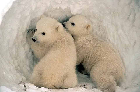 bear cub: a young bear