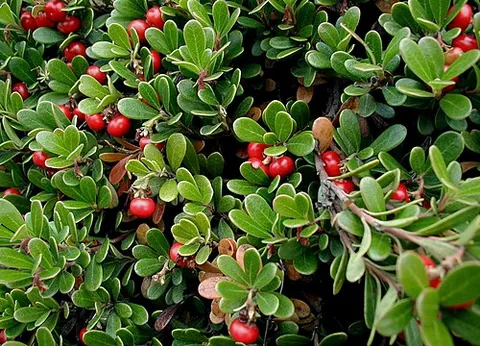 bearberry: any of four dwarf shrubs of formerly all members of the genus Arctostaphylos, three now assigned to...