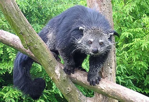 bearcat: a binturong (Arctictis binturong, in the family Viverridae)