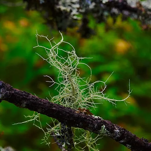beard moss: any of several lichens, of the genus Usnea, that generally grow hanging from tree branches,...