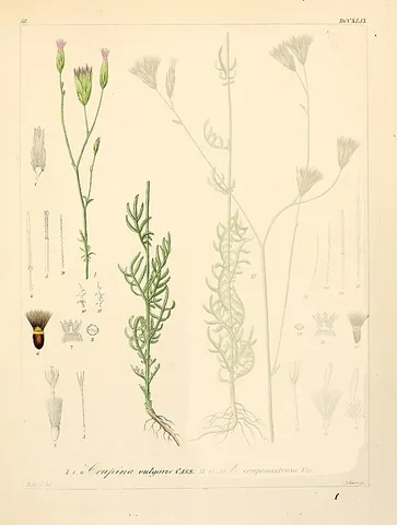 bearded creeper: any member of species Crupina vulgaris of weedys plant of western Eurasia