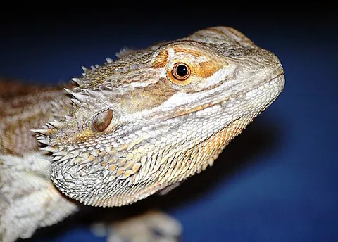 bearded dragon: any member of the genus Pogona of lizards