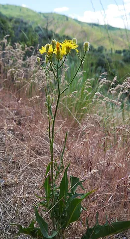 bearded hawksbeard: a plant of species Crepis barbigera