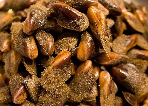 bearded mussel: any member of the species Modiolus barbatus of coastal mussels of Britain