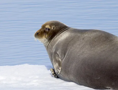 bearded seal: any member of species Erignathus barbatus of earless seals with conspicuous whiskers, found in and...