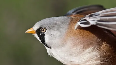 bearded tit: a small passerine bird (Panurus biarmicus), of much of temperate Eurasia