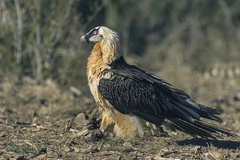 bearded vulture: a long-winged vulture, of species Gypaetus barbatus, found in southern Europe, Africa and India