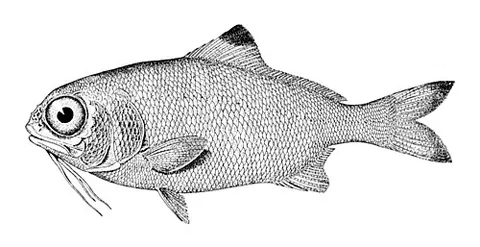beardfish: any of various deep-sea fish, of the family Polymixiidae, that have a pair of long hyoid barbels