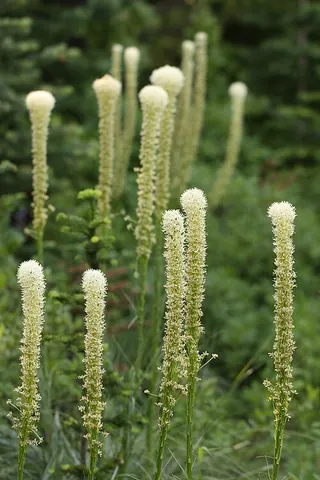 beargrass: xerophyllum tenax, a grasslike perennial closely related to lilies, formerly used in basketweaving...
