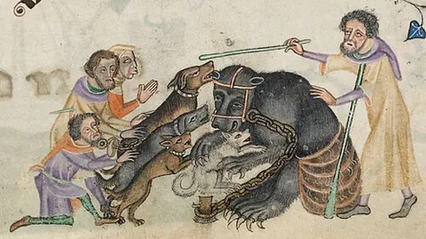 bearhound: a dog used for bearbaiting or bear hunting