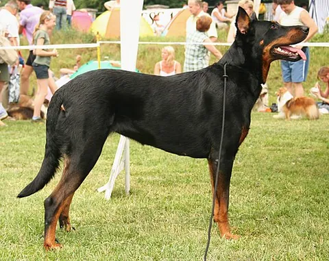 beauceron: a large dog bred in Northern France for herding and guarding