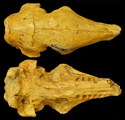 beautiful armadillo: an extinct prehistoric species of armadillo, †Dasypus bellus