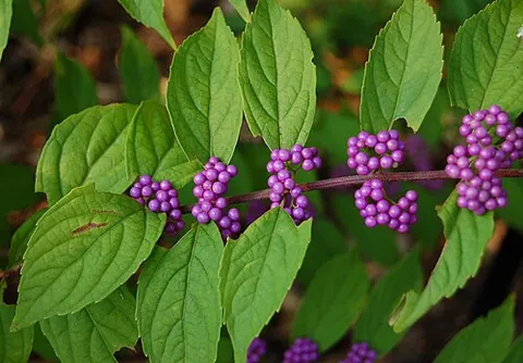 beautyberry: a genus of shrubs, Callicarpa, which produce berries