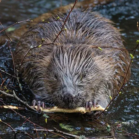 beaver: a semiaquatic rodent of the genus Castor, having a wide, flat tail and webbed feet, native to the...