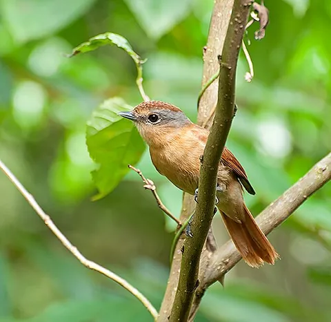 becard: a South American flycatcher of the genus Pachyramphus